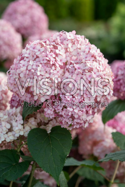 Hortensia arborescens Sweet Annabelle Hortensia arborescens Sweet Annabelle