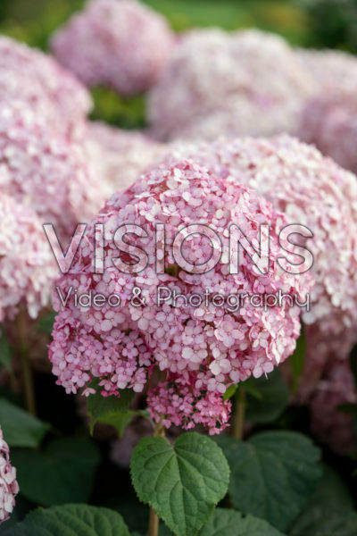 Hortensia arborescens Sweet Annabelle Hortensia arborescens Sweet Annabelle
