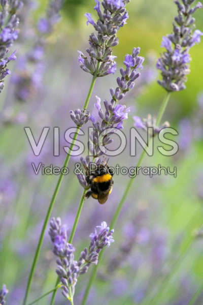 Lavandula x intermedia Fenomenaal Lavandula x intermedia Fenomenaal