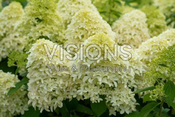 Hydrangea paniculata Skyfall