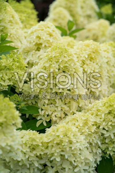 Hydrangea paniculata Skyfall Hydrangea paniculata Skyfall