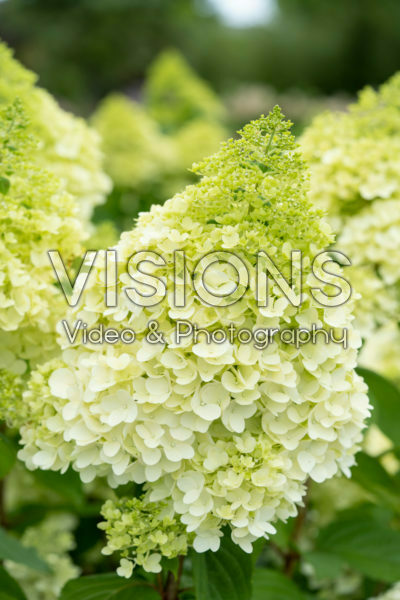 Hydrangea paniculata Magical Moonlight