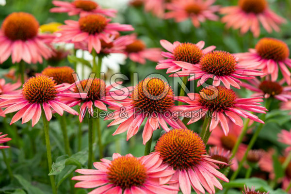 Echinacea Mooodz® Satisfy