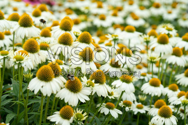 Echinacea Mooodz® Glory Echinacea Mooodz® Glory