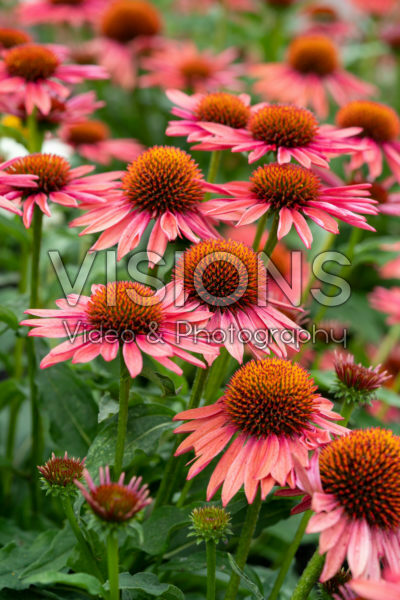 Echinacea Mooodz® Satisfy