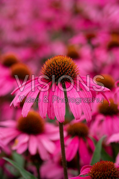 Echinacea Mooodz® Awake Echinacea Mooodz® Awake