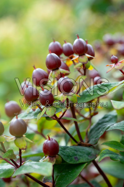 Hypericum x inodorum Magical Universe