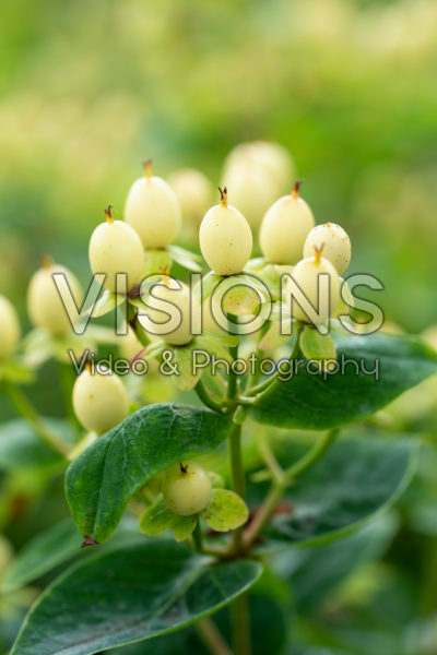 Hypericum x inodorum Magical Sunshine® Hypericum x inodorum Magical Sunshine®