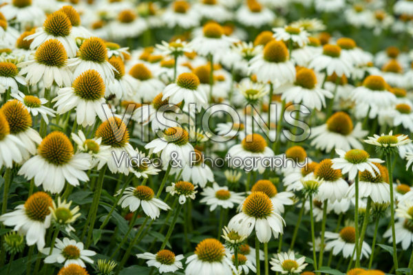 Echinacea Mooodz® Glory Echinacea Mooodz® Glory