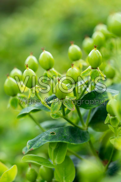 Hypericum x inodorum Magical Limelight ® Hypericum x inodorum Magical Limelight ®