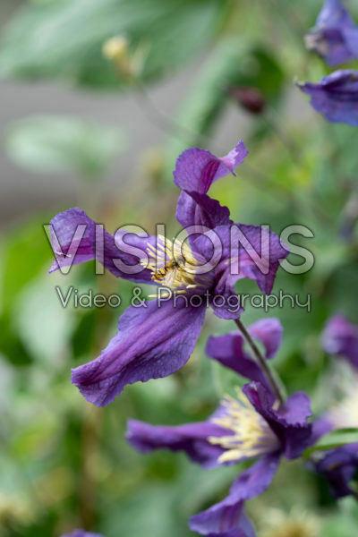 Clematis Blauwe Pirouette Clematis Blauwe Pirouette
