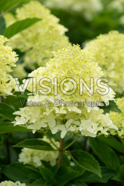 Hortensia paniculata Whitelight®