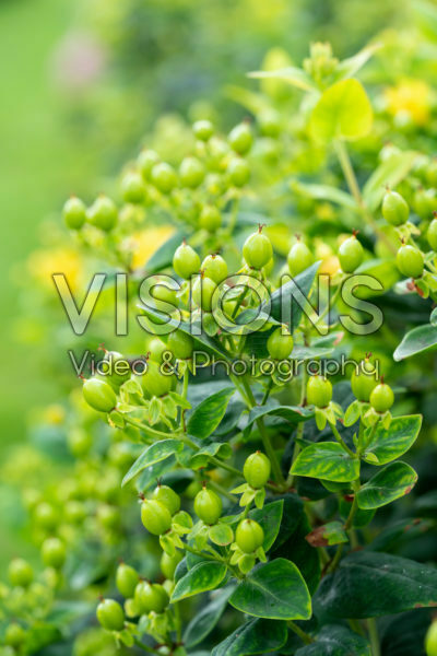 Hypericum x inodorum Magical Limelight ® Hypericum x inodorum Magical Limelight ®