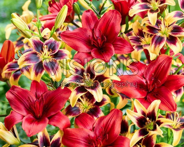 Lilium Pieton, Red Sensation Lilium Pieton, Red Sensation