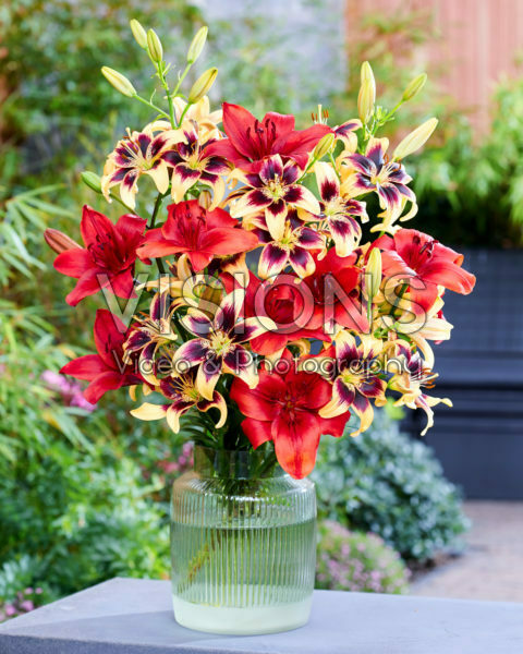 Lilium Pieton, Red Sensation Lilium Pieton, Red Sensation