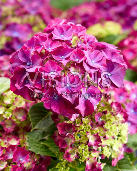 Hydrangea macrophylla paars