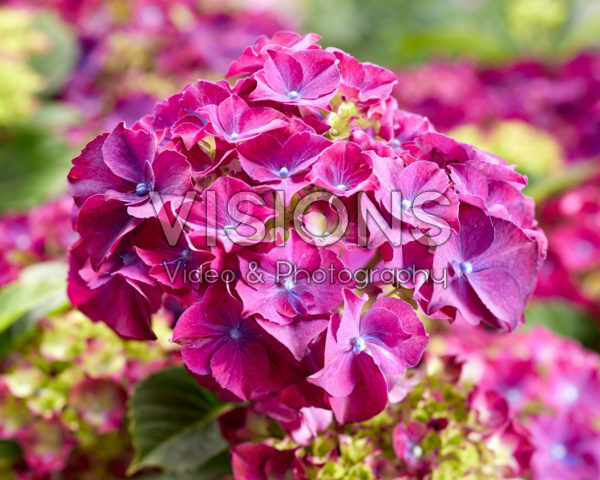 Hydrangea macrophylla purple