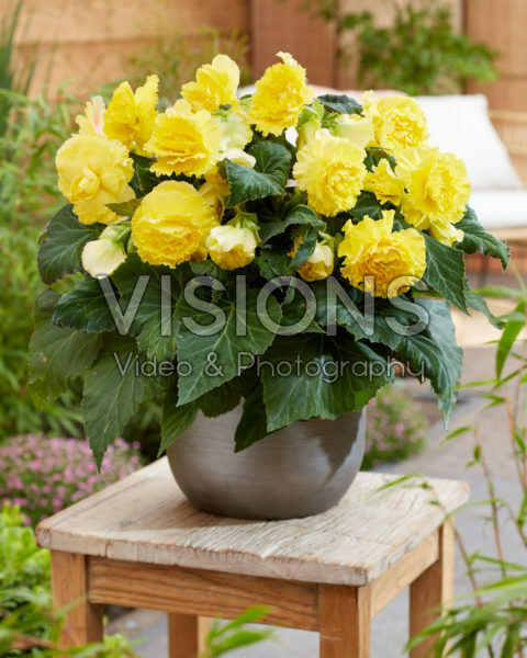 Begonia AmeriHybrid® Ruffled Yellow Begonia AmeriHybrid® Ruffled Yellow