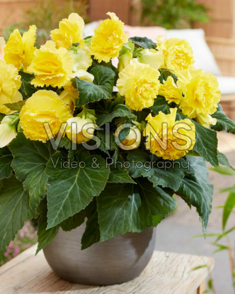 Begonia AmeriHybrid® Ruffled Yellow