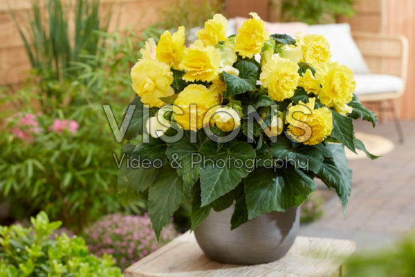 Begonia AmeriHybrid® Ruffled Yellow Begonia AmeriHybrid® Ruffled Yellow