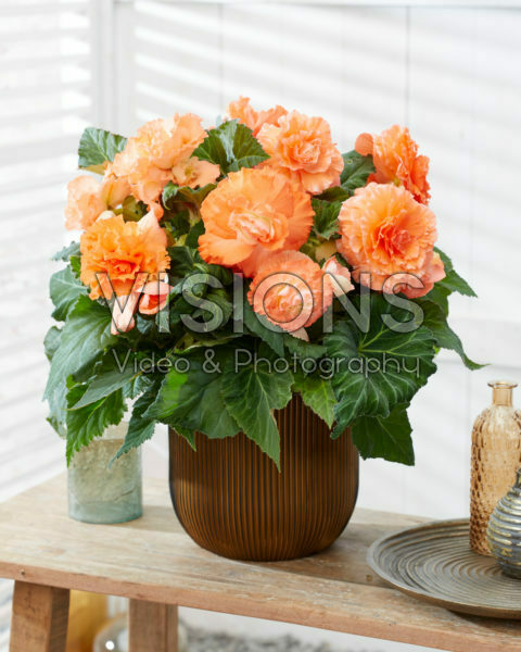 Begonia AmeriHybrid® Ruffled Apricot Begonia AmeriHybrid® Ruffled Apricot