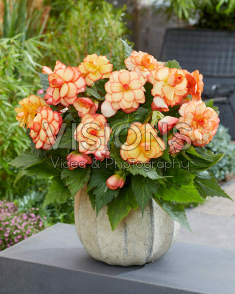 Begonia AmeriHybrid® Picotee Sunburst