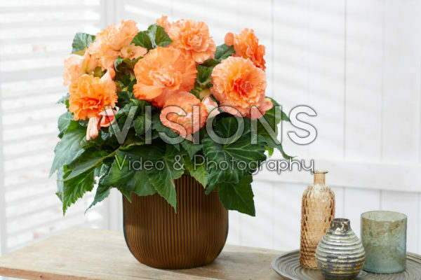 Begonia AmeriHybrid® Ruffled Apricot