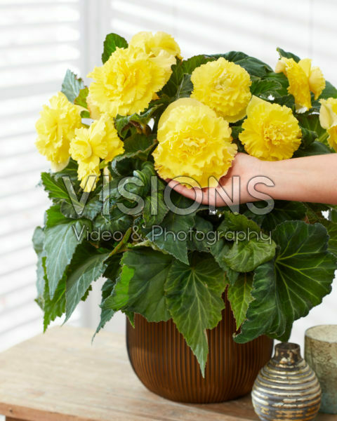 Begonia AmeriHybrid® Ruffled Yellow