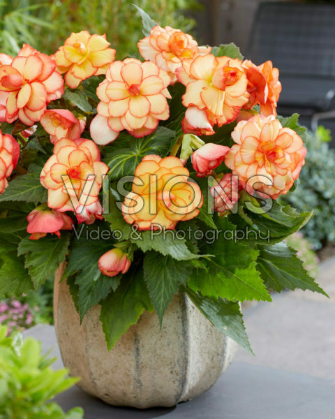 Begonia AmeriHybrid® Picotee Sunburst