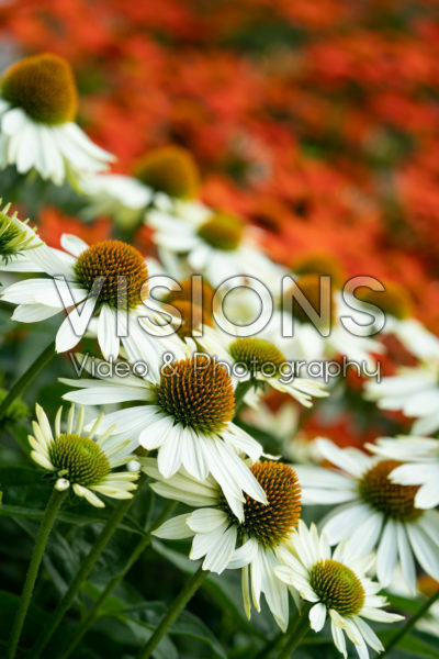 Echinacea wit Echinacea wit