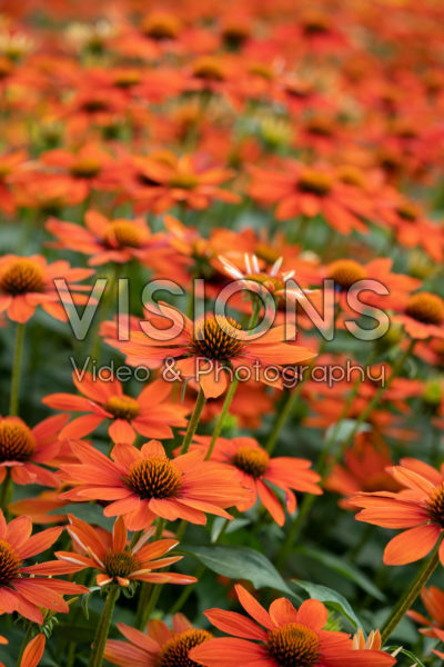 Echinacea Lakota™ Orange Echinacea Lakota™ Orange