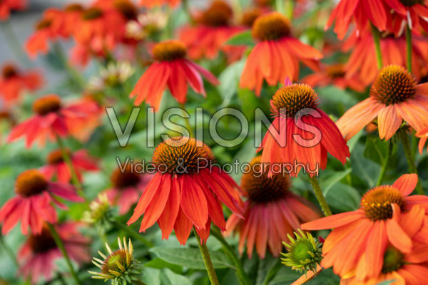 Echinacea Lakota™ Orange Echinacea Lakota™ Orange