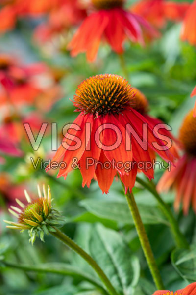 Echinacea Lakota™ Orange Echinacea Lakota™ Orange