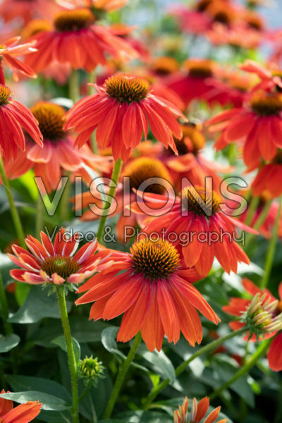 Echinacea Lakota™ Red Echinacea Lakota™ Red