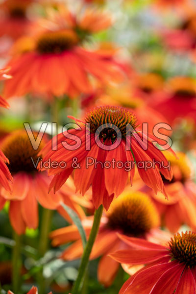 Echinacea Lakota™ Red Echinacea Lakota™ Red