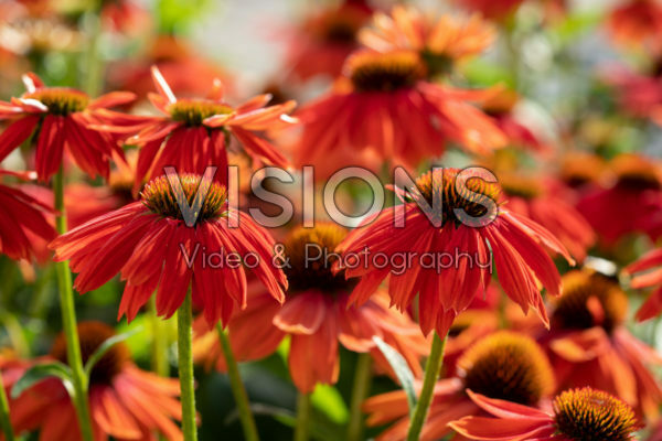 Echinacea Lakota™ Red Echinacea Lakota™ Red