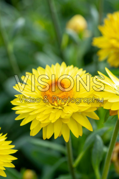 Xerochrysum bracteatum Granvia® Gold Xerochrysum bracteatum Granvia® Gold