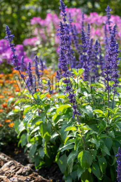 Salvia Mystic Spires Blue Salvia Mystic Spires Blue