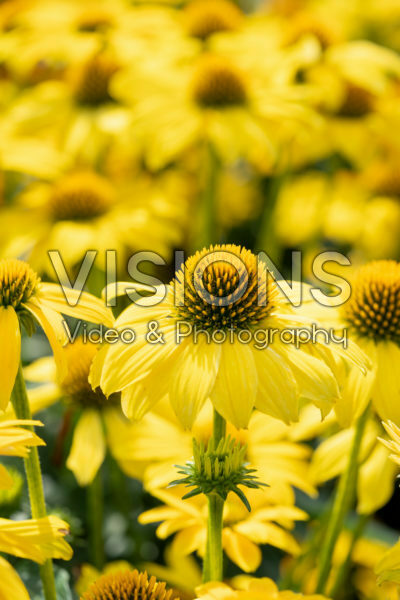 Echinacea Sombrero Lemon Yellow Echinacea Sombrero Lemon Yellow