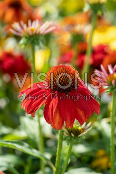 Echinacea Sombrero Salsa Red