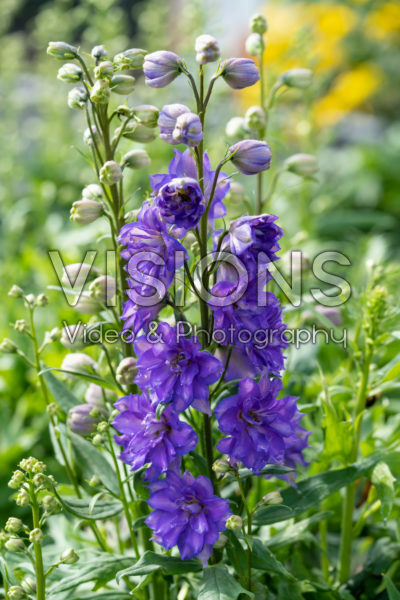 Delphinium Delgenius™ Glitzy Delphinium Delgenius™ Glitzy