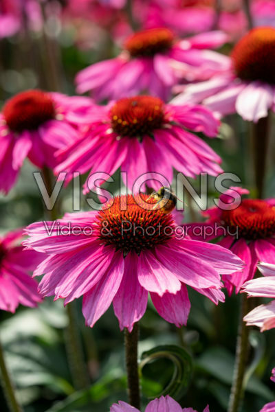 Echinacea Sombrero Rose Echinacea Sombrero Rose