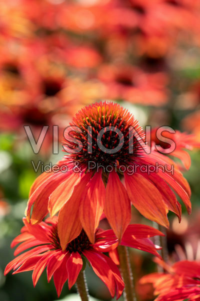 Echinacea Sombrero Sangrita Echinacea Sombrero Sangrita