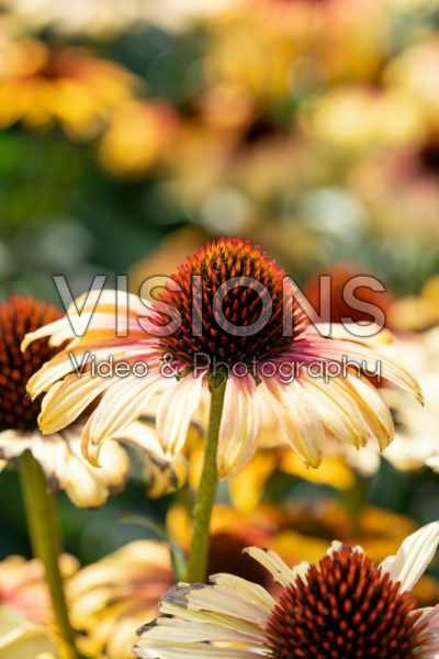 Echinacea Sombrero Special Yellow Red Echinacea Sombrero Special Yellow Red