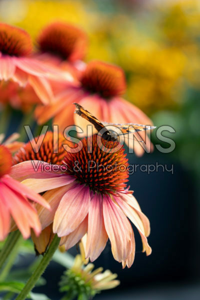 Echinacea Lakota™ Red Echinacea Lakota™ Red