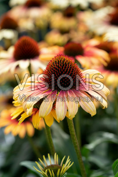 Echinacea Sombrero Special Yellow Red Echinacea Sombrero Special Yellow Red
