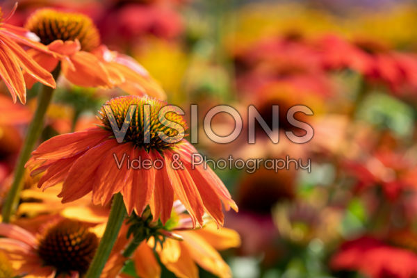 Echinacea Lakota™ Orange Echinacea Lakota™ Orange