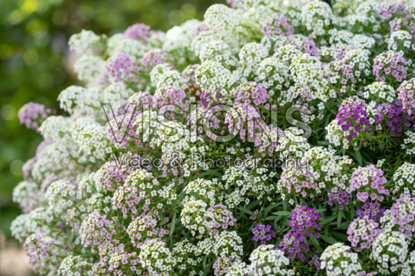 Lobularia Easy Breezy™ Heaven Scent Lobularia Easy Breezy™ Heaven Scent