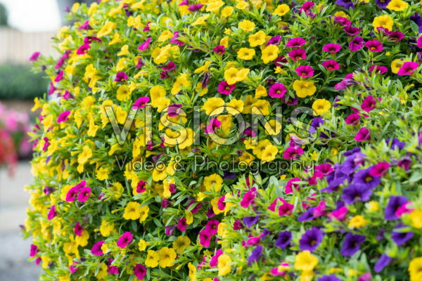 Calibrachoa Cabaret Copacabana Calibrachoa Cabaret Copacabana