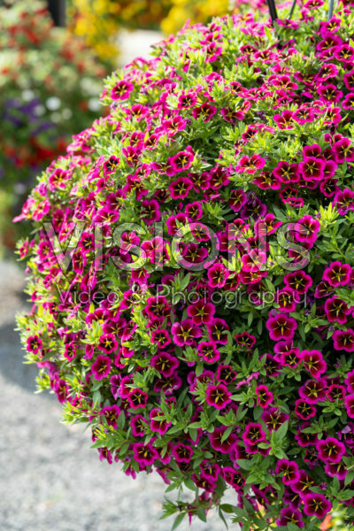 Calibrachoa Cabaret Good Night Kiss